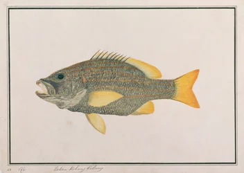 Spanische Flaggen-Schnapper, aus Zeichnungen von Fischen von Malakka, ca. 1805-18